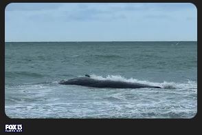 SpiderTaz.com brings you: Sperm whale beached off coast of Venice to be euthanized if it survives the night, FWC says