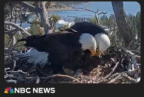 SpiderTaz.com brings you: Hatch watch: Bald eagle chicks expected to emerge on livestream from Southern California mountains